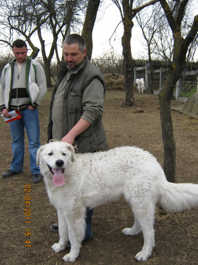 Kuvasz -csoban kutya-Lacival