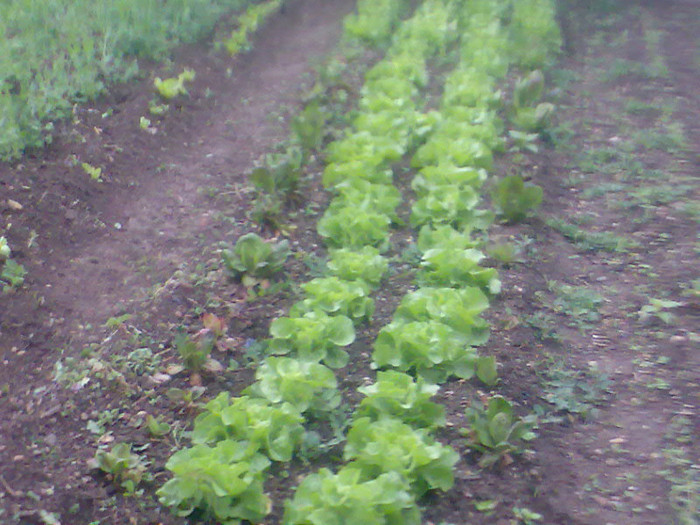 salata capatana - PLANTE_LEGUME