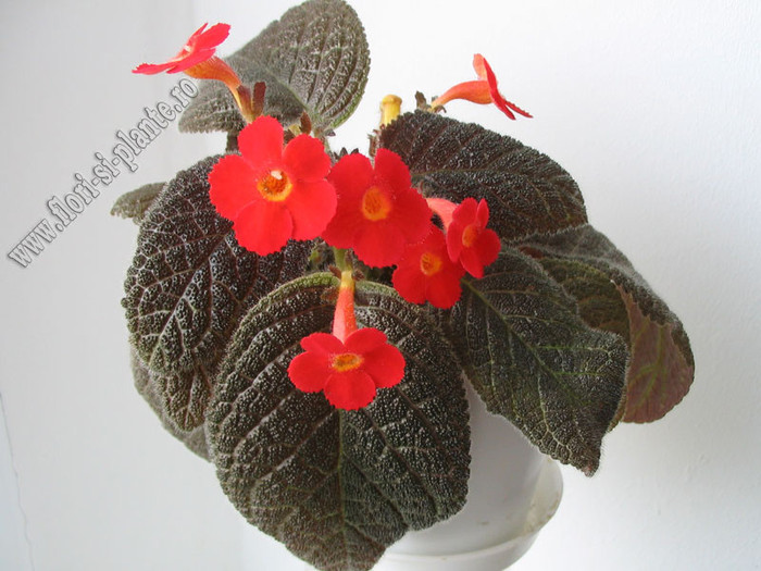 Episcia Amazonica 6 - EPISCIA