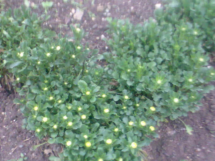 margarete pitice - PLANTE_LEGUME