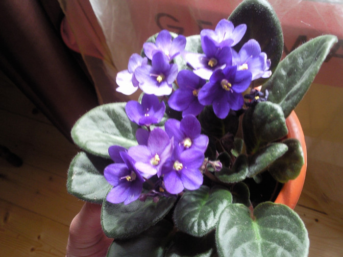 violeta albastra - violete de parma