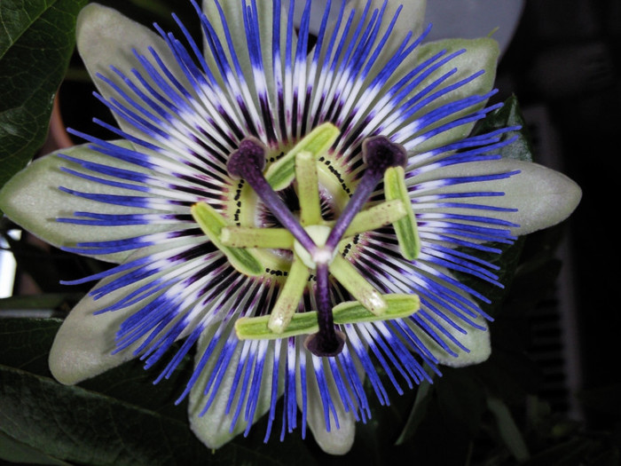 detaliu floare 1 - passiflora caerulea