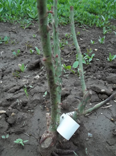 Maurice Utrillo-verde cu muguri viabili