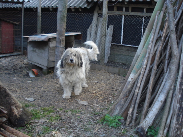 Randunica de Romania - Ciobanesti mioritici produsi in canisa de Romania - The mioritics dogs made in de Romania  Kennel