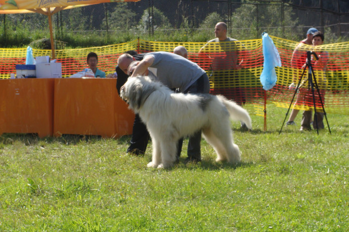 Aristide de Romania - Ciobanesti mioritici produsi in canisa de Romania - The mioritics dogs made in de Romania  Kennel