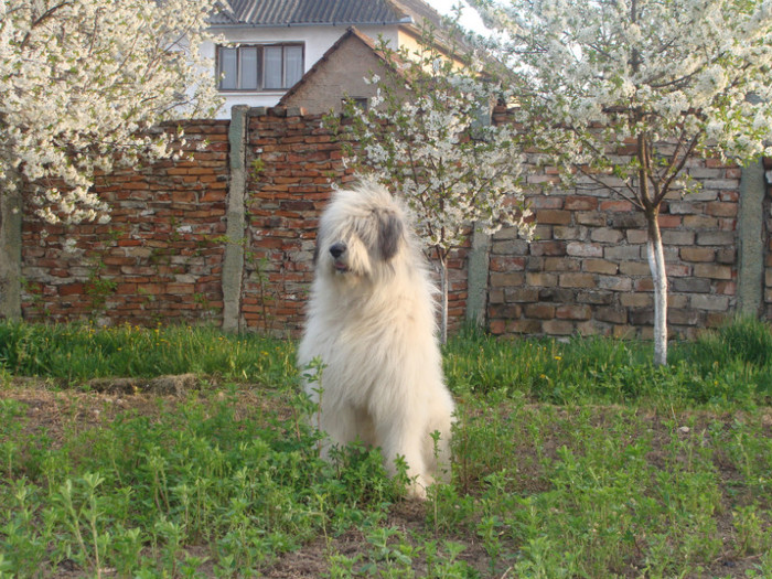 Aristide de Romania - Ciobanesti mioritici produsi in canisa de Romania - The mioritics dogs made in de Romania  Kennel