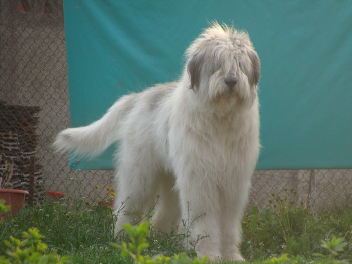 Aristide de Romania - Ciobanesti mioritici produsi in canisa de Romania - The mioritics dogs made in de Romania  Kennel