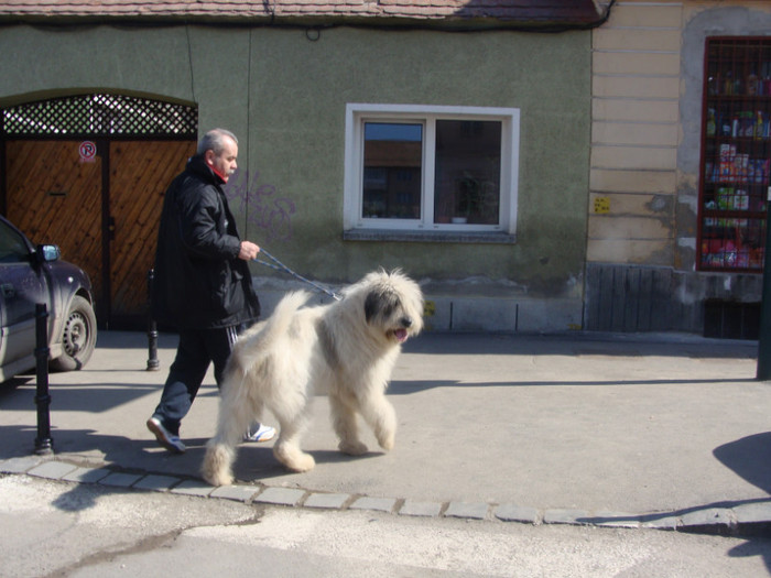 Aristide de Romania - Ciobanesti mioritici produsi in canisa de Romania - The mioritics dogs made in de Romania  Kennel