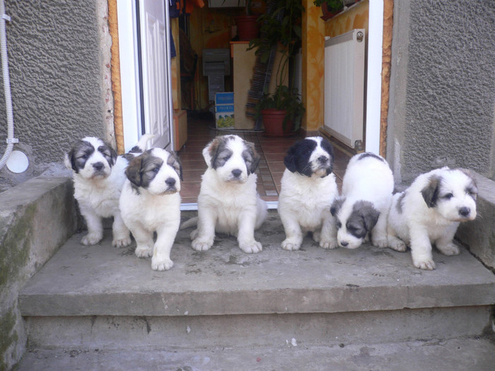 cuibul lui Aristide de Romania - Ciobanesti mioritici produsi in canisa de Romania - The mioritics dogs made in de Romania  Kennel
