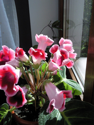 gloxinia infloria - gloxinia