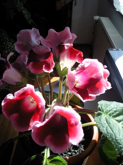 o spendoare - gloxinia