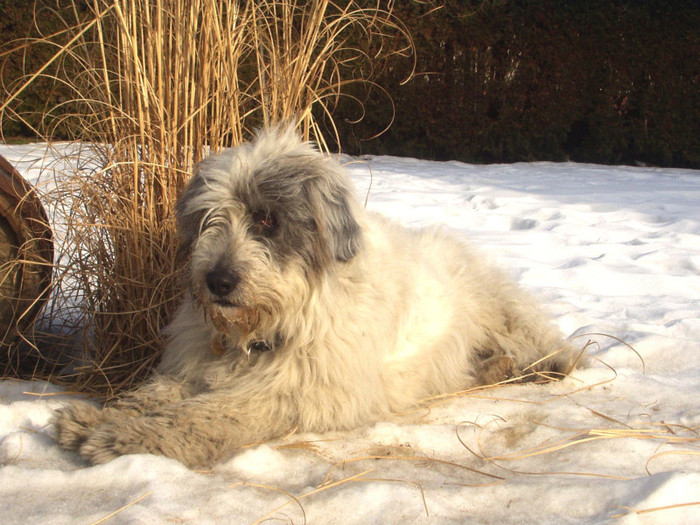 Regina de Romania - Ciobanesti mioritici produsi in canisa de Romania - The mioritics dogs made in de Romania  Kennel