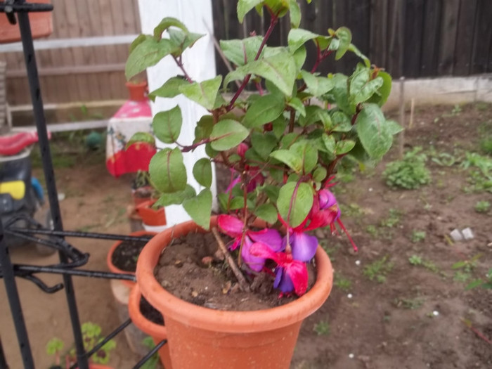 fuchsia Plant-shop - Mai 2011 in gradina