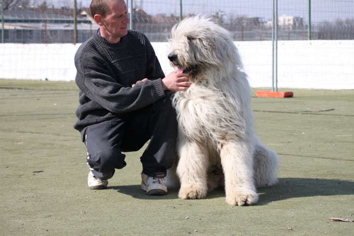 Alecu de Romania 10 luni - Ciobanesti mioritici produsi in canisa de Romania - The mioritics dogs made in de Romania  Kennel