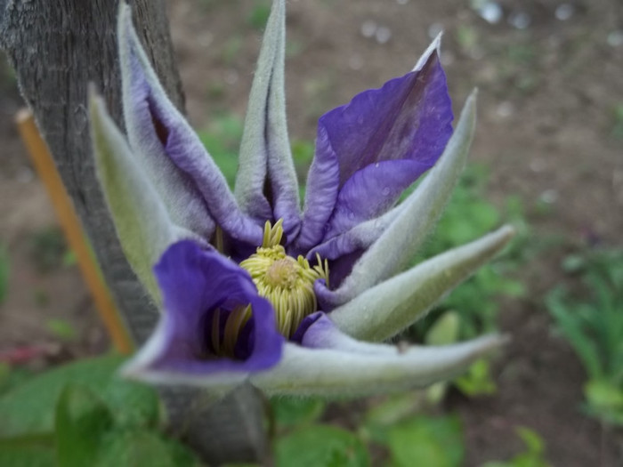 clematita Fujimusume - Mai 2011 in gradina