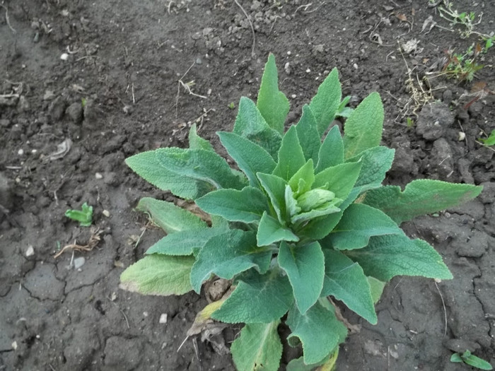 Digitalis de la Elipopa