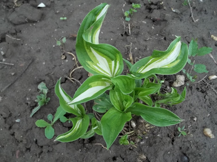 hosta