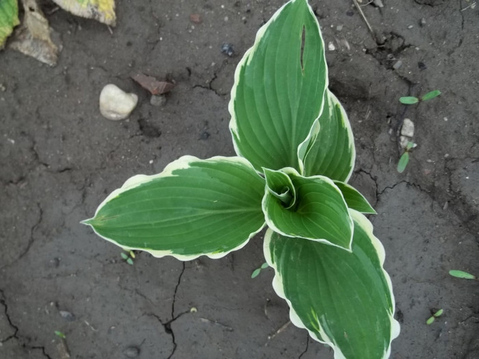 hosta
