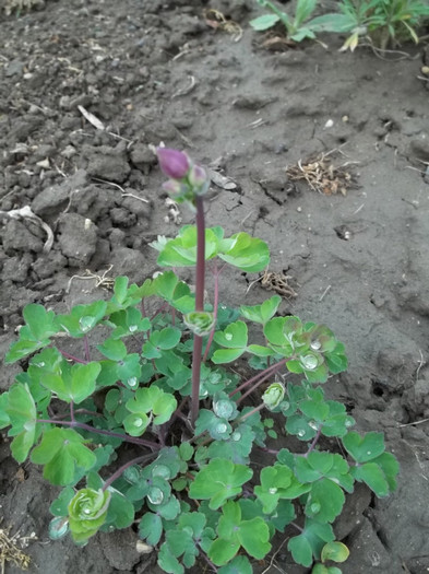 aquilegia de la Elipopa
