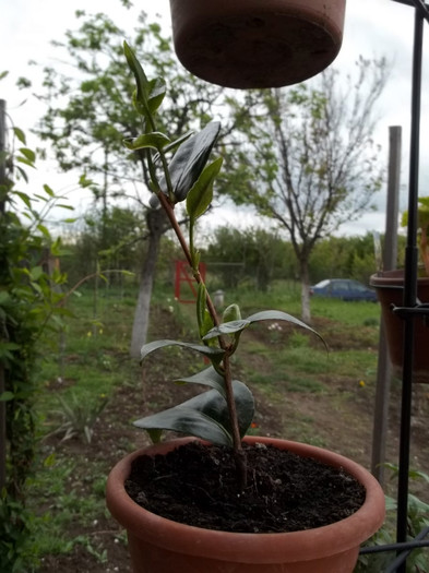 camelia Lavinnia maggi