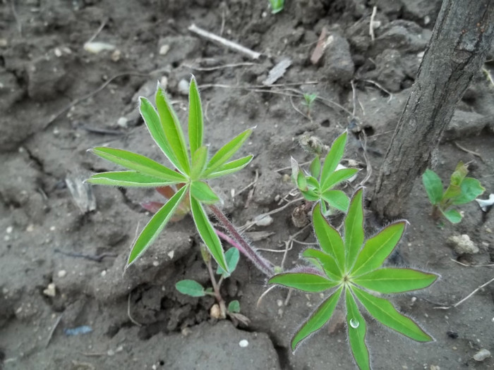 lupin