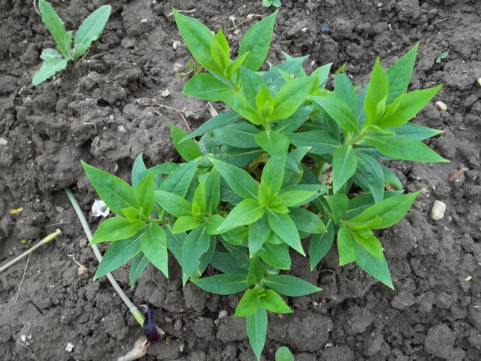 phlox Elipopa