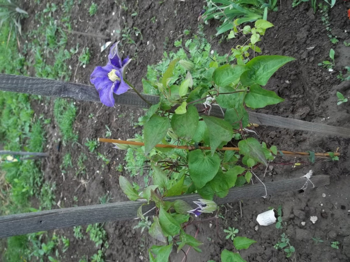 clematita Fujimusume