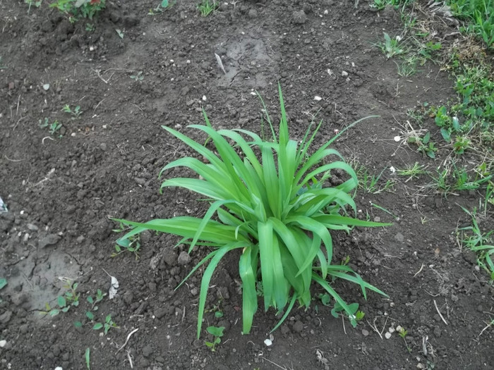 hemerocallis