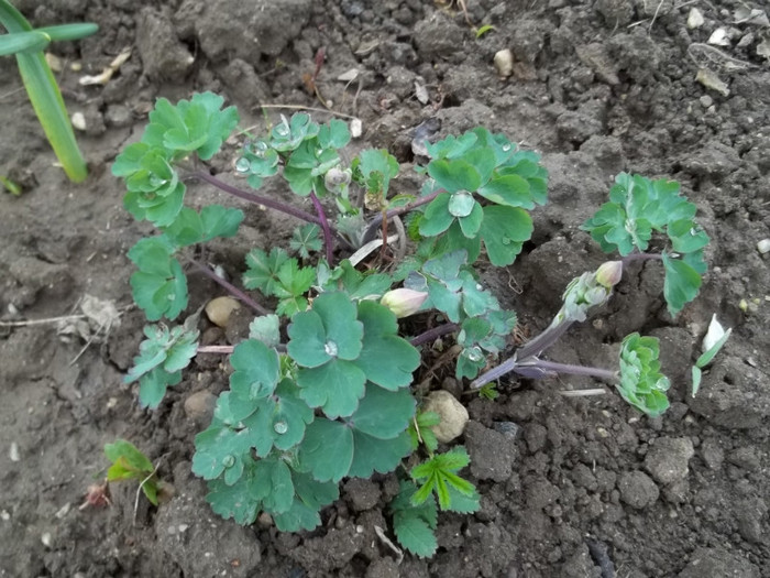 aquilegia