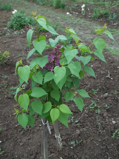 liliac simplu