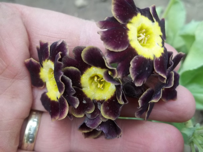primula pubescens