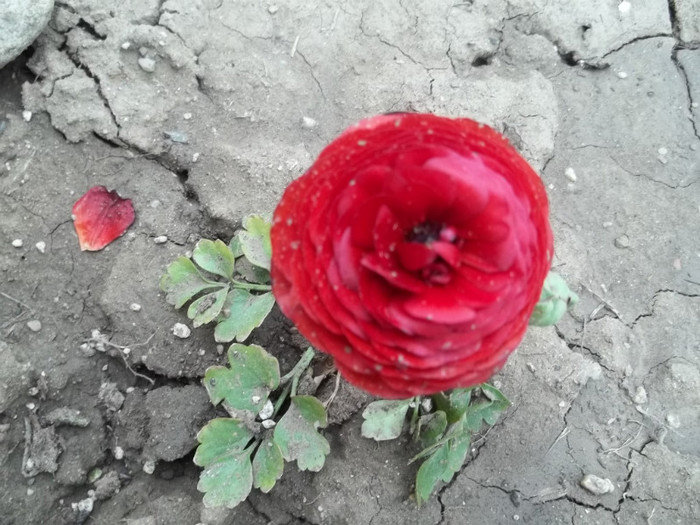 ranunculus Plant-shop