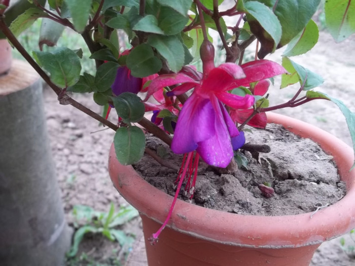 fuchsia
