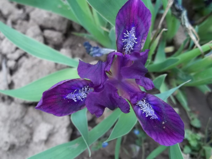 iris pumila