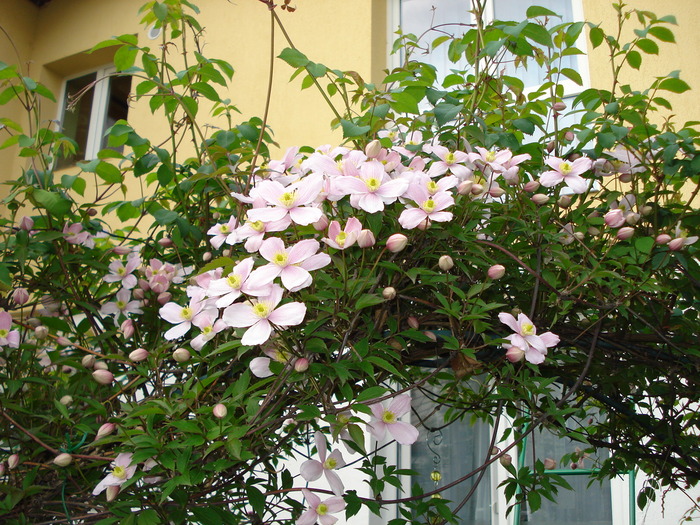 clematis montana "Rubens", 04.05.2011