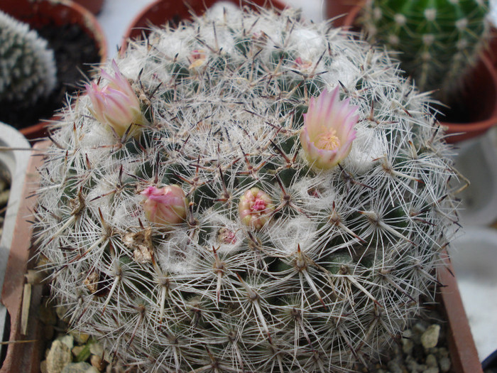 DSC07792 - cactusi 2011