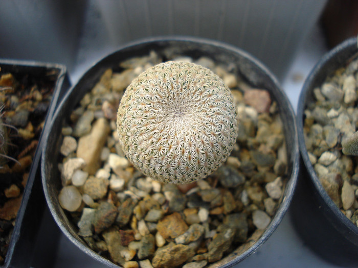 DSC07795 - cactusi 2011