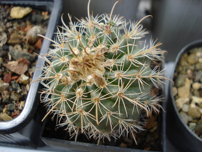 DSC07796 - cactusi 2011
