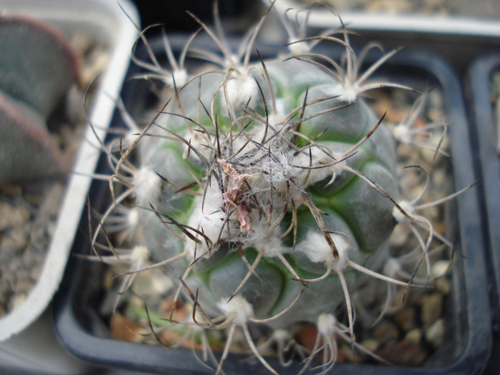 DSC07798 - cactusi 2011