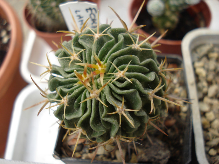 DSC07800 - cactusi 2011