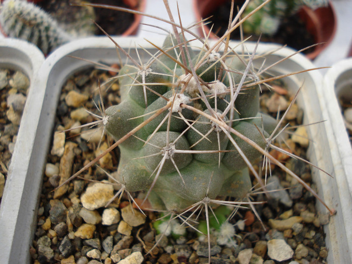 DSC07802 - cactusi 2011