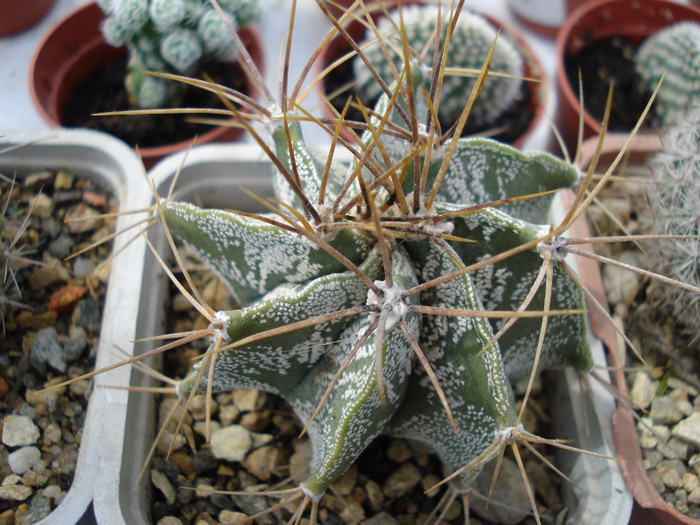 DSC07803 - cactusi 2011