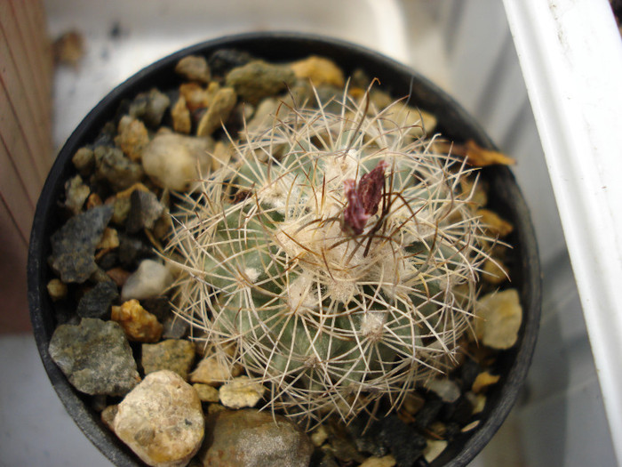 DSC07804 - cactusi 2011