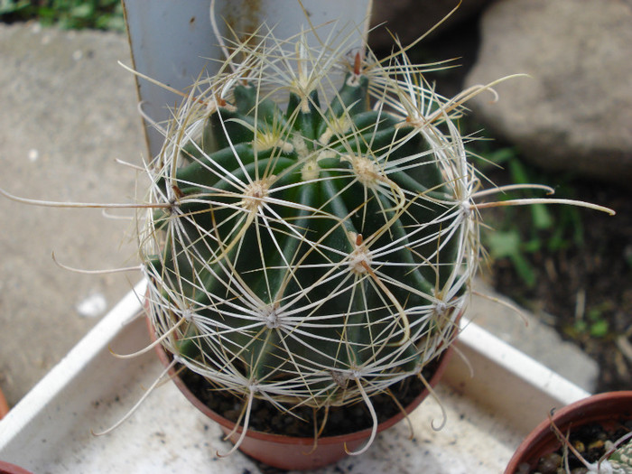DSC07805 - cactusi 2011