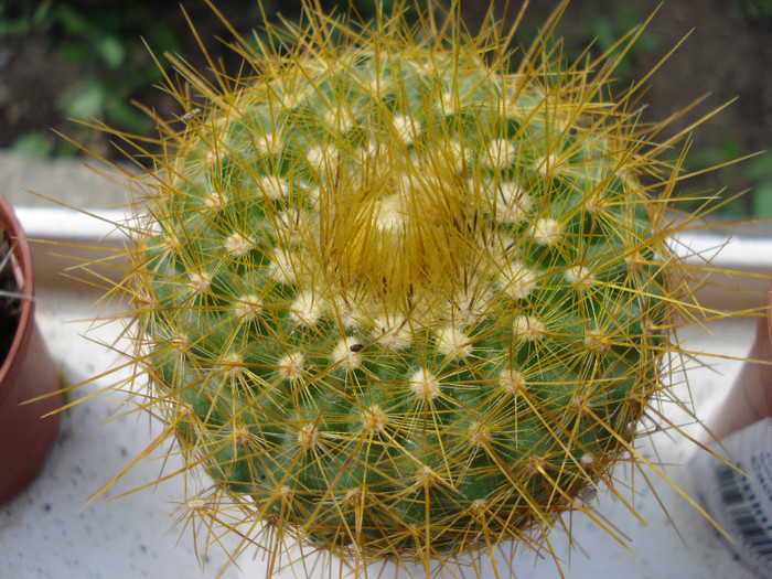 DSC07807 - cactusi 2011