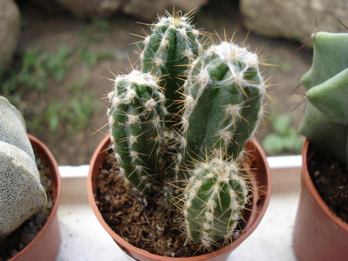 DSC07809 - cactusi 2011