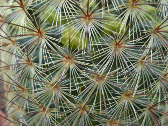 DSC07811 - cactusi 2011