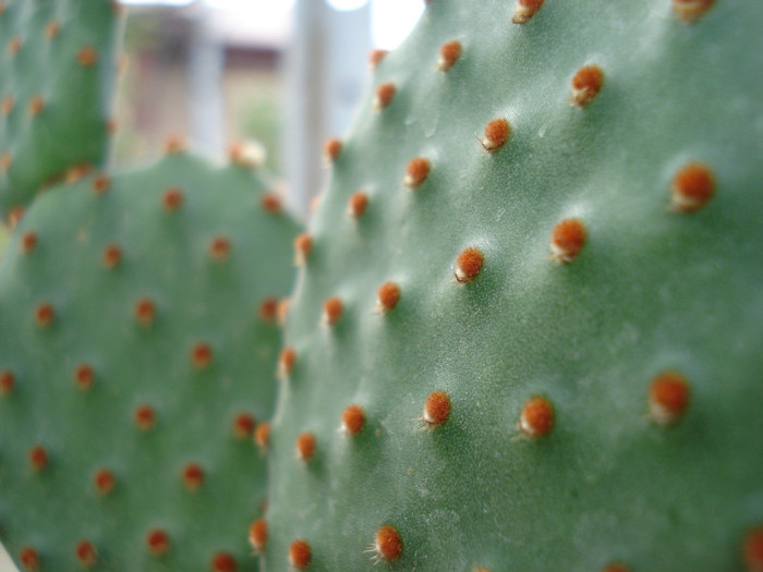 DSC07812 - cactusi 2011