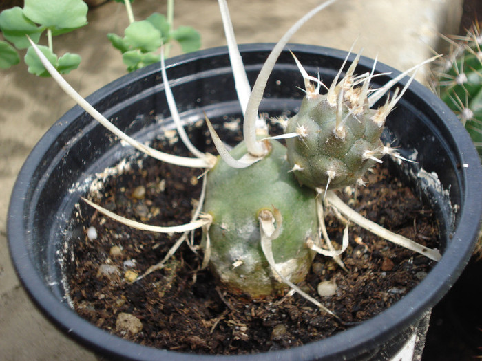 DSC07845 - cactusi 2011