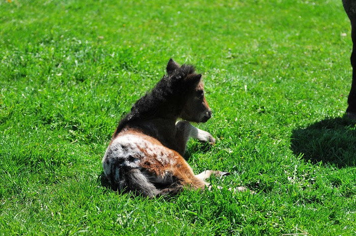 DSC_6549 - ECHITATIE 2011